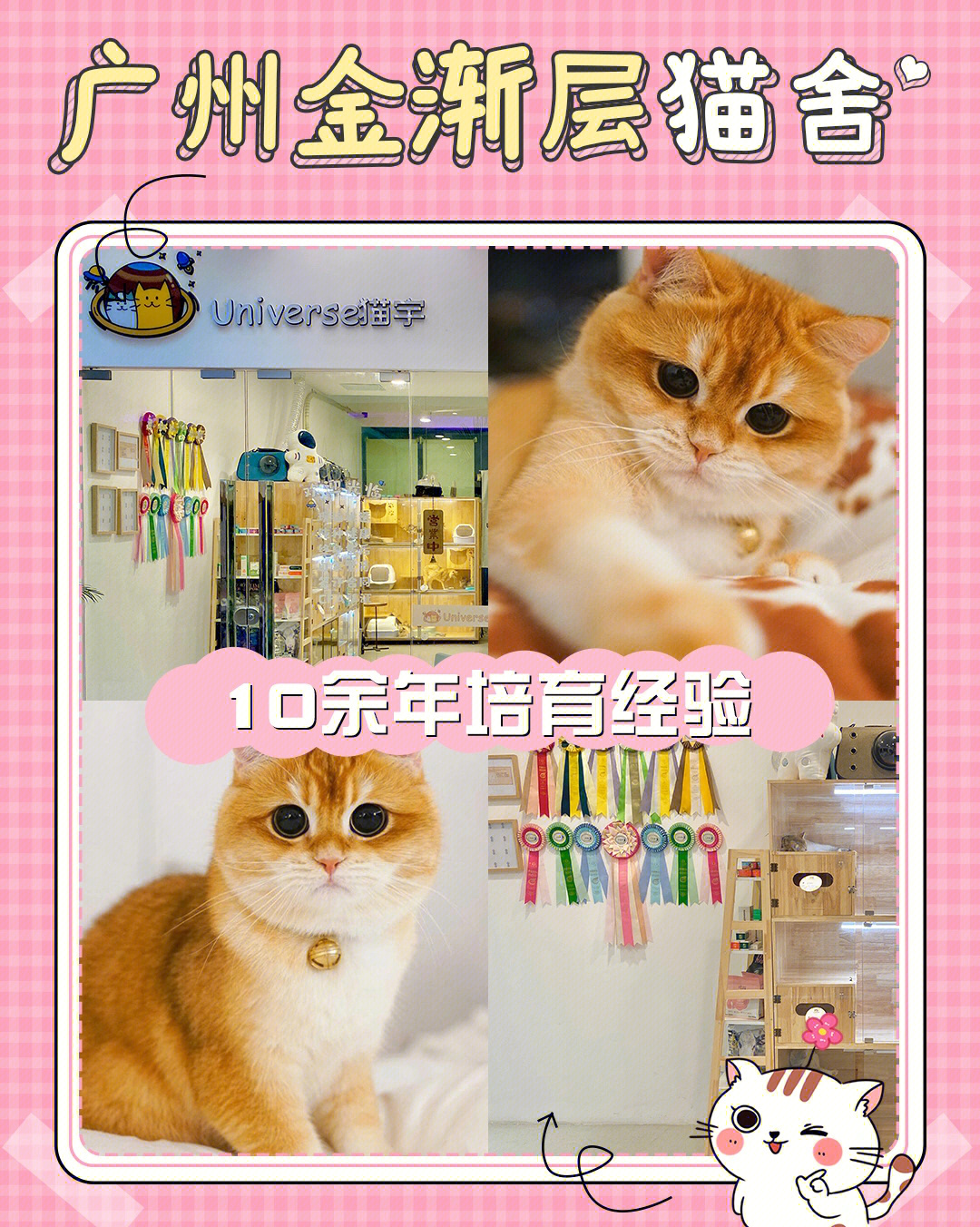 黄金猫舍与区块链，数字时代的宠物产业革新